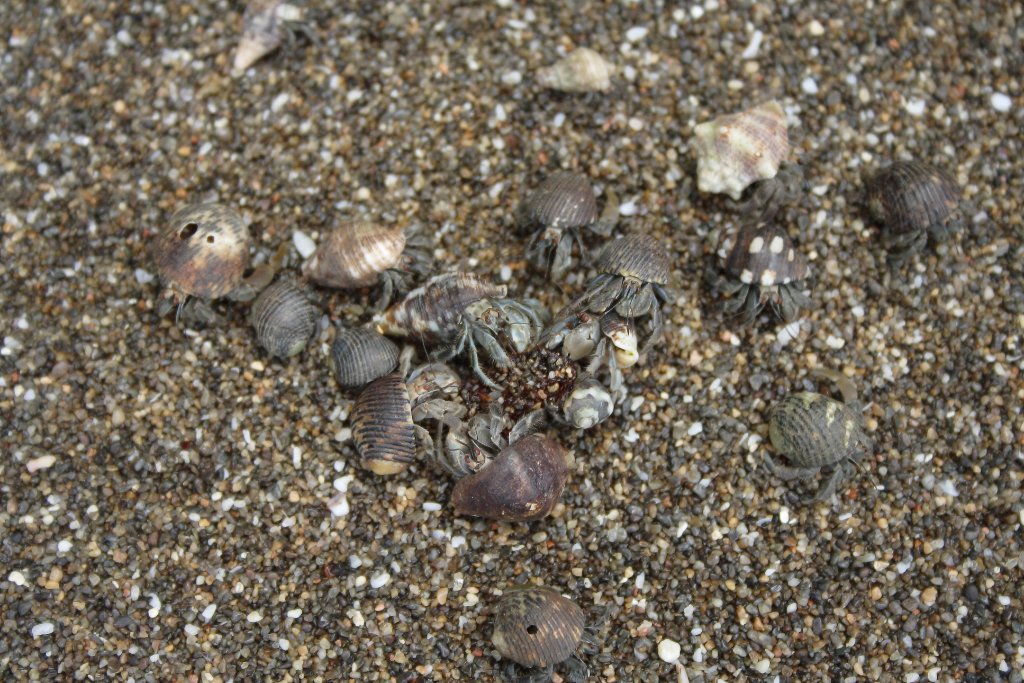 06-Hermit crabs.jpg - Hermit crabs